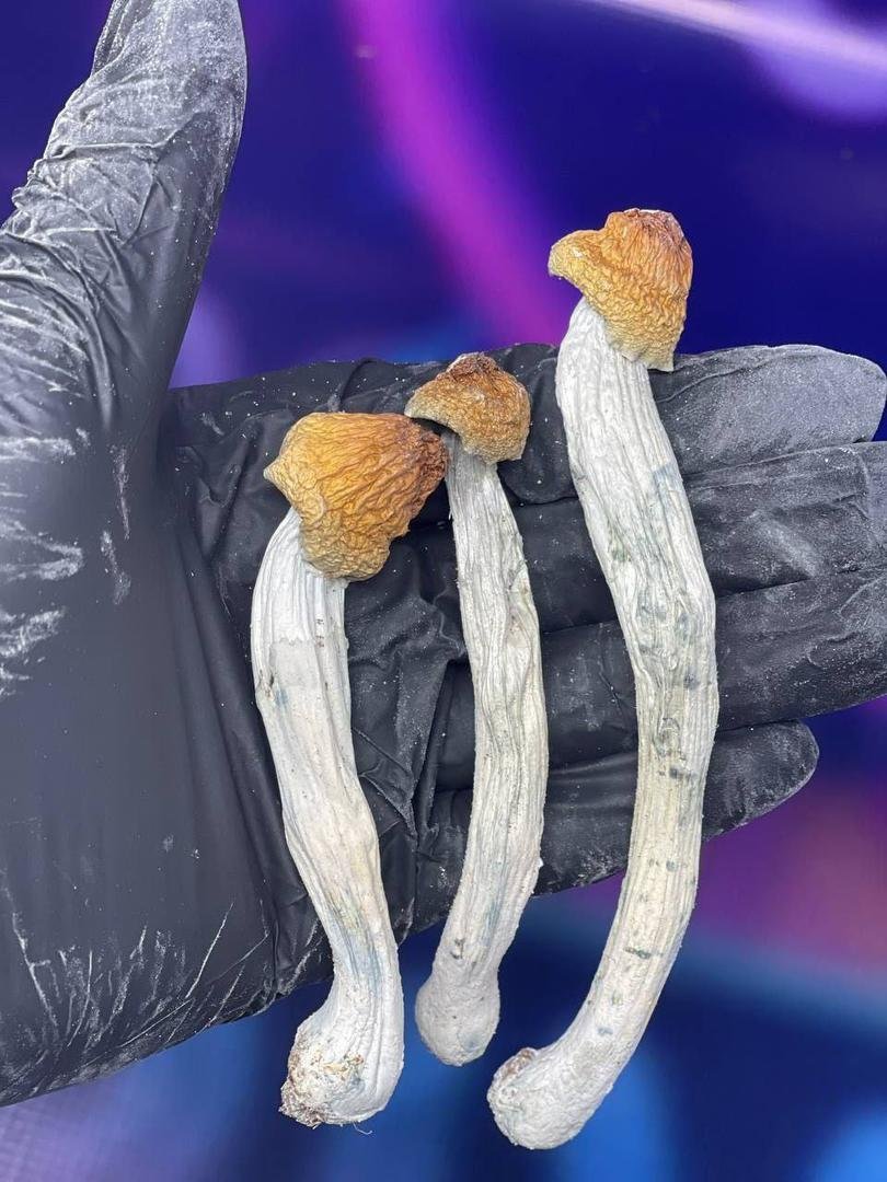 Koop paddenstoelen online in rotterdam - Image 4