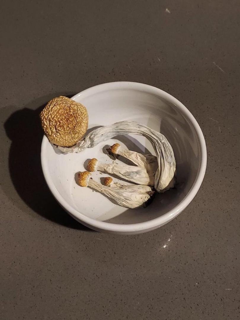 Koop paddenstoelen online in rotterdam - Image 5