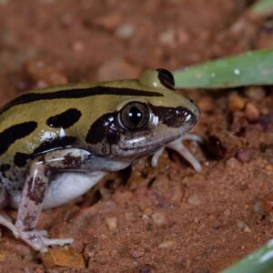 KASSINA SENEGALENSIS PADGIF